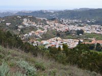 E, Las Palmas, Teror, near Teror village, Saxifraga-Tom Heijnen