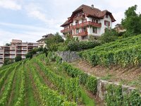 CH, Vaud, Montreux 3, Saxifraga-Tom Heijnen