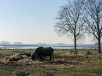 NL, Noord-Brabant, Altena, Galeiwaard 13, Saxifraga-Jan van der Straaten