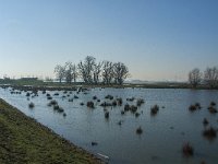 NL, Noord-Brabant, Altena, Kleine Muggenwaard 3, Saxifraga-Jan van der Straaten