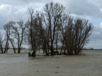 NL, Noord-Brabant, Altena, Kleine Muggenwaard 5, Saxifraga-Jan van der Straaten