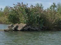 NL, Noord-Brabant, Altena, Polder Hooge Hof 2, Saxifraga-Jan van der Straaten