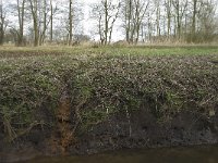 NL, Noord-Brabant, Baarle-Nassau, Halsche Beemden 96, Saxifraga-Willem van Kruijsbergen