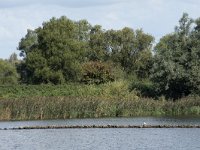 NL, Noord-Brabant, Drimmelen, Amer 45, Saxifraga-Willem van Kruijsbergen