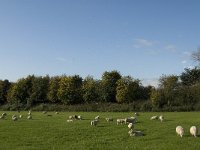 NL, Noord-Brabant, Heusden, Baardwijksche Overlaat 11, Saxifraga-Jan van der Straaten