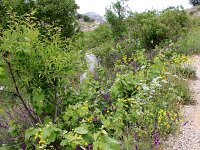 GR, Ionia Nisia, Lefkas, Agios Donatus 2, Saxifraga-Foto Fitis-Sytske Dijksen