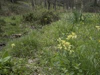 E, Caceres, Castanar de Ibor 11, Saxifraga-Willem van Kruijsbergen