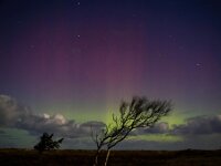NL, Friesland, Vlieland, Aurora borealis 3, Saxifraga-Bart Vastenhouw