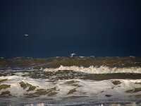 NL, Noord-Holland, Snow showers, Texel 119, Saxifraga-Foto Fitis-Sytske Dijksen