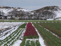 NL, Noord-Holland, Snow, Texel 111, Saxifraga-Foto Fitis-Sytske Dijksen
