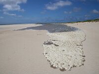 NL, Noord-Holland, Texel, Air bubbles in water, De Hors 197, Saxifraga-Foto Fitis-Sytske Dijksen