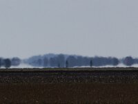 NL, Noord-Holland, Texel, Fata morgana, Eierlandse Polder 1, Saxifraga-Foto Fitis-Sytske Dijksen