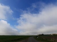 NL, Noord-Holland, Texel, Hemmer 1, sea fog, Saxifraga-Sytske Dijksen