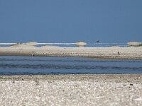 NL, Noord-Holland, Texel, Mirage, De Hors 195, Saxifraga-Foto Fitis-Sytske Dijksen