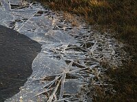 NL, Noord-Holland, Texel, Moksloot 4, ice, Saxifraga-Sytske Dijksen