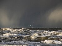 NL, Noord-Holland, Texel, Noordzee 1, Saxifraga-Foto Fitis-Sytske Dijksen