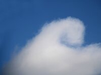 NL, Noord-Holland, Texel, Paal 8 54, Kelvin Helmholz coud, Saxifraga-Sytske Dijksen