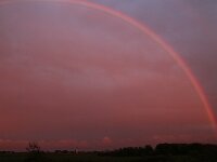 NL, Noord-Holland, Texel, Rainbow, Ruige Hoek 3, Saxifraga-Foto Fitis-Sytske Dijksen