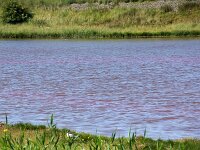 NL, Noord-Holland, Texel, Red coloured by Oxyrrhis marina, Wagejot 9, Saxifraga-Foto Fitis-Sytske Dijksen