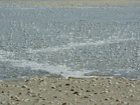 NL, Noord-Holland, Texel, Rising tide, De Hors 198, Saxifraga-Foto Fitis-Sytske Dijksen