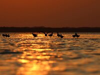 NL, Noord-Holland, Texel, Sunset, Mokbaai 31, Saxifraga-Foto Fitis-Sytske Dijksen