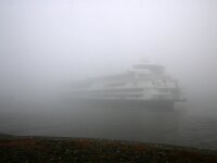 NL, Noord-Holland, Texel, Veerhaven 4, fog, Saxifraga-Sytske Dijksen