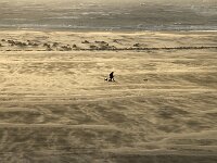 NL, Noord-Holland, Texel, Vuurtorenstrand 1, Saxifraga-Foto Fitis-Sytske Dijksen