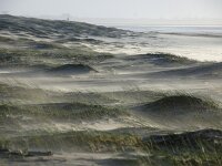 NL, Noord-Holland, Texel, paal 8 6, Saxifraga-Foto Fitis-Sytske Dijksen