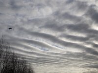 Zuid-Holland
