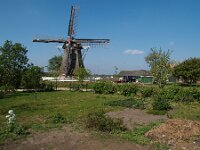 NL, Friesland, Sudwest-Fryslan, Makkum 3, Saxifraga-Hans Dekker