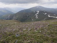 A, Kaernten, Krems, Koenigstuhl 29, Saxifraga-Luuk Vermeer