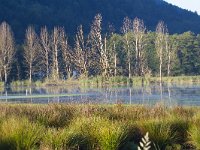 A, Kaernten, Ossiach, Bleistaettermoor 7, Saxifraga-Jan Nijendijk