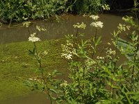 B, Limburg, Bree, Itterbeek 4, Saxifraga-Jan van der Straaten