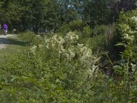 B, Limburg, Bree, Itterbeek 5, Saxifraga-Marijke Verhagen