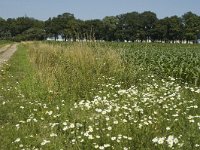 B, Limburg, Bree, Opitter 4, Saxifraga-Marijke Verhagen