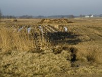 B, Limburg, Houthalen-Helchteren, Sonnisheide 11, Saxifraga-Jan van der Straaten