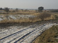 B, Limburg, Houthalen-Helchteren, Sonnisheide 3, Saxifraga-Jan van der Straaten