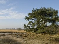 B, Limburg, Houthalen-Helchteren, Sonnisheide 7, Saxifraga-Jan van der Straaten