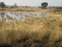 B, Limburg, Houthalen-Helchteren, Sonnisheide, Steenven 1, Saxifraga-Jan van der Straaten