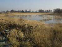 B, Limburg, Houthalen-Helchteren, Sonnisheide, Steenven 3, Saxifraga-Jan van der Straaten