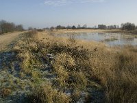 B, Limburg, Houthalen-Helchteren, Sonnisheide, Steenven 4, Saxifraga-Jan van der Straaten