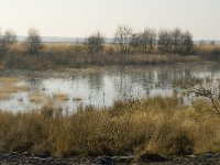 B, Limburg, Houthalen-Helchteren, Sonnisheide, Steenven 5, Saxifraga-Jan van der Straaten