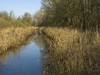 B, Limburg, Kinrooi, Abeek 8, Saxifraga-Jan van der Straaten