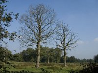 B, Limburg, Kinrooi, De Brand 15, Saxifraga-Jan van der Straaten