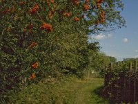 B, Limburg, Kinrooi, De Luysen 15, Saxifraga-Marijke Verhagen