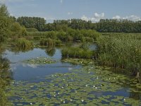 B, Limburg, Kinrooi, De Luysen 16, Saxifraga-Marijke Verhagen