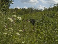 B, Limburg, Kinrooi, De Luysen 23, Saxifraga-Marijke Verhagen