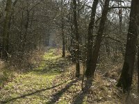 B, Limburg, Kinrooi, Grootbroek 1, Saxifraga-Jan van der Straaten