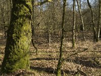 B, Limburg, Kinrooi, Grootbroek 6, Saxifraga-Jan van der Straaten