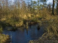 B, Limburg, Kinrooi, Hasselterbroek 11, Saxifraga-Jan van der Straaten